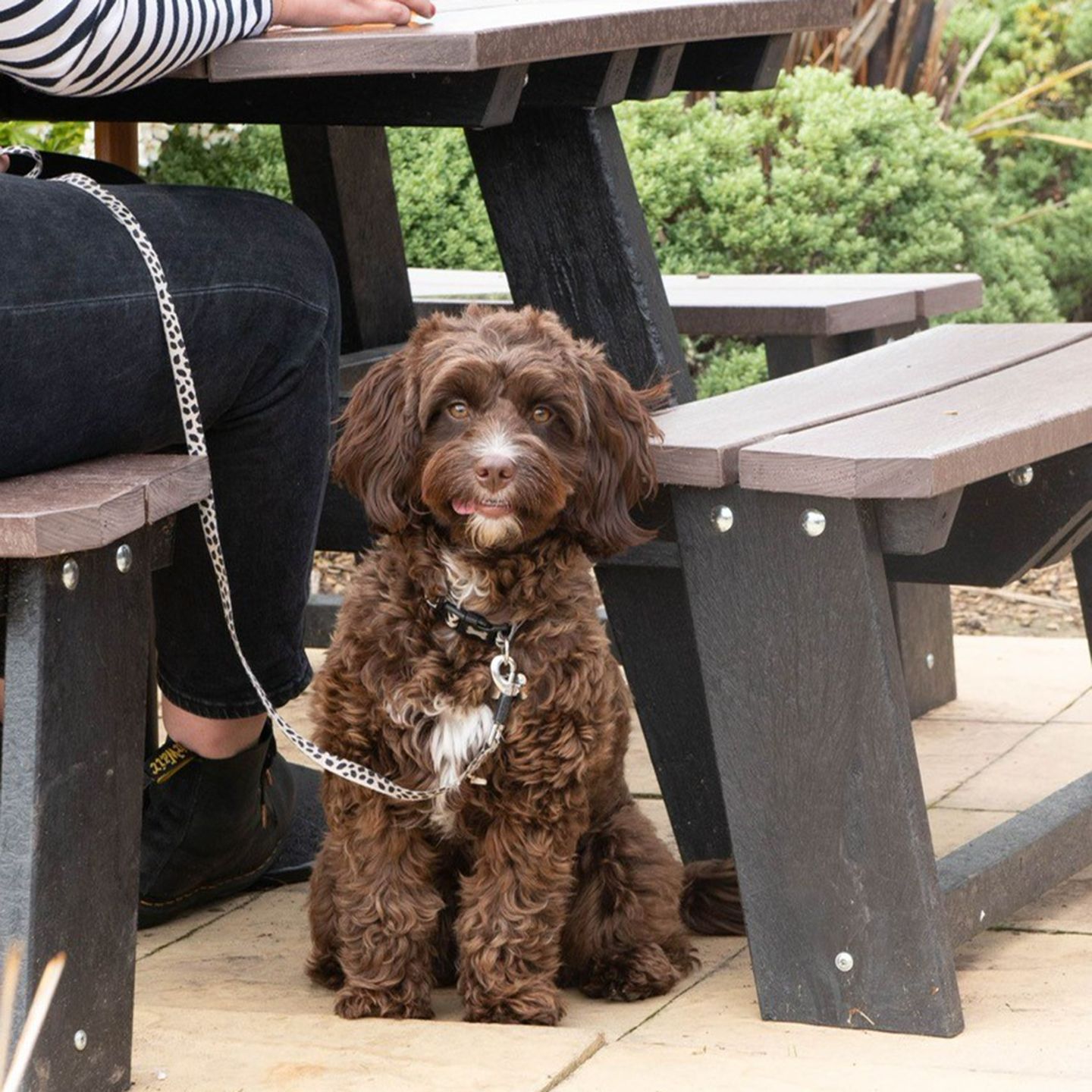 Your local dog friendly pub in Derby